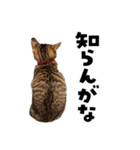 キジトラ子猫のデカ文字スタンプ（個別スタンプ：16）