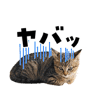 キジトラ子猫のデカ文字スタンプ（個別スタンプ：19）