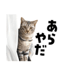 キジトラ子猫のデカ文字スタンプ（個別スタンプ：20）