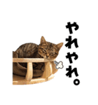 キジトラ子猫のデカ文字スタンプ（個別スタンプ：21）