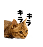 キジトラ子猫のデカ文字スタンプ（個別スタンプ：23）