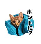 キジトラ子猫のデカ文字スタンプ（個別スタンプ：24）