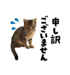 キジトラ子猫のデカ文字スタンプ（個別スタンプ：25）