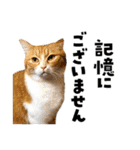 キジトラ子猫のデカ文字スタンプ（個別スタンプ：26）