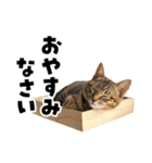 キジトラ子猫のデカ文字スタンプ（個別スタンプ：30）