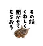 キジトラ子猫のデカ文字スタンプ（個別スタンプ：33）