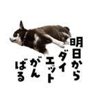 キジトラ子猫のデカ文字スタンプ（個別スタンプ：35）