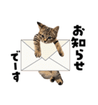 キジトラ子猫のデカ文字スタンプ（個別スタンプ：37）