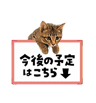 キジトラ子猫のデカ文字スタンプ（個別スタンプ：38）