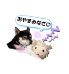 豆柴マメたんの癒されスタンプ〜（個別スタンプ：6）