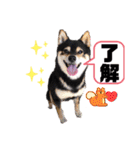 豆柴マメたんの癒されスタンプ〜（個別スタンプ：8）