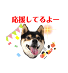 豆柴マメたんの癒されスタンプ〜（個別スタンプ：10）