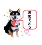 豆柴マメたんの癒されスタンプ〜（個別スタンプ：16）