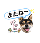 豆柴マメたんの癒されスタンプ〜（個別スタンプ：17）