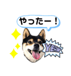 豆柴マメたんの癒されスタンプ〜（個別スタンプ：24）