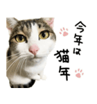 白キジ猫ぼっちゃんのお正月（個別スタンプ：8）