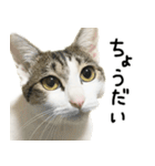 白キジ猫ぼっちゃんのお正月（個別スタンプ：16）