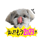 シーズー犬てんぽ 2023うさぎスタンプ（個別スタンプ：12）