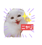 キャッチーネコズ（個別スタンプ：1）