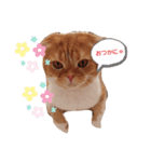 キャッチーネコズ（個別スタンプ：2）
