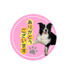 ボーダーコリーのレンアン（個別スタンプ：1）