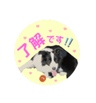 ボーダーコリーのレンアン（個別スタンプ：2）