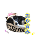 ボーダーコリーのレンアン（個別スタンプ：3）