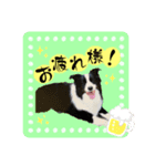 ボーダーコリーのレンアン（個別スタンプ：4）