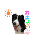 ボーダーコリーのレンアン（個別スタンプ：5）