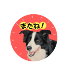 ボーダーコリーのレンアン（個別スタンプ：8）