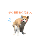秋田犬なな（個別スタンプ：6）