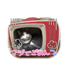 にゃんにゃんこ12（個別スタンプ：2）