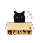 着ぐるみ 黒猫  くまちゃん日常会話（個別スタンプ：18）