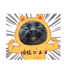 着ぐるみ 黒猫  くまちゃん日常会話（個別スタンプ：25）