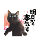 着ぐるみ 黒猫  くまちゃん日常会話（個別スタンプ：26）