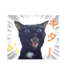 着ぐるみ 黒猫  くまちゃん日常会話（個別スタンプ：38）