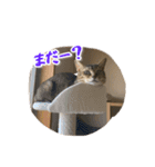 藤井家の猫たち1（個別スタンプ：15）