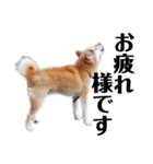 柴犬 ふじまる 6（個別スタンプ：1）