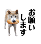 柴犬 ふじまる 6（個別スタンプ：2）