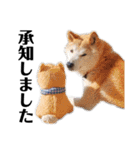 柴犬 ふじまる 6（個別スタンプ：3）