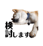 柴犬 ふじまる 6（個別スタンプ：5）