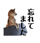 柴犬 ふじまる 6（個別スタンプ：7）