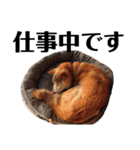 柴犬 ふじまる 6（個別スタンプ：8）