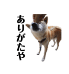 柴犬 ふじまる 6（個別スタンプ：9）