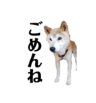 柴犬 ふじまる 6（個別スタンプ：10）
