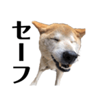 柴犬 ふじまる 6（個別スタンプ：11）