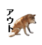 柴犬 ふじまる 6（個別スタンプ：12）