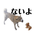 柴犬 ふじまる 6（個別スタンプ：14）