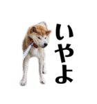 柴犬 ふじまる 6（個別スタンプ：17）