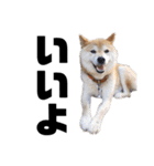 柴犬 ふじまる 6（個別スタンプ：18）